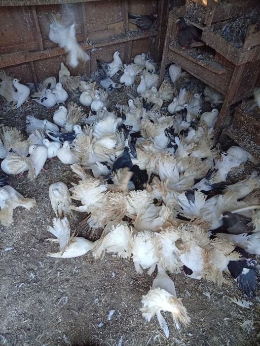 Продавам дракони, мардини и фенерлии.