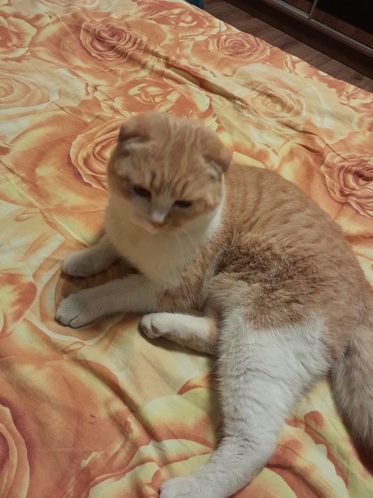 Vyaskaga skotsh fold gold