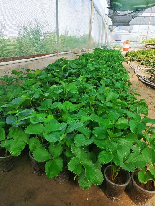 Корейский кулупнай ку́чатлари сотувда