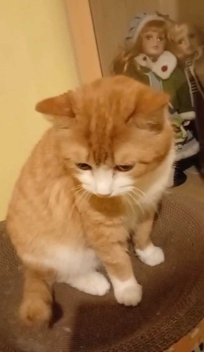 Добродушный котик ищет дом