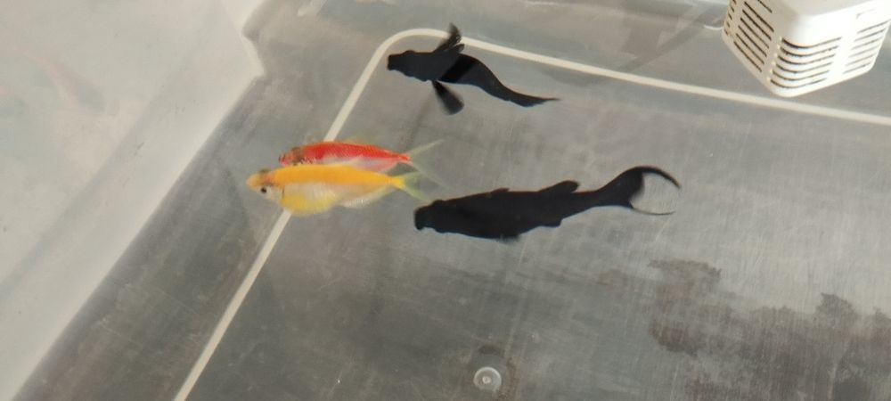 Продаются аквариумные рыбки и улитки!