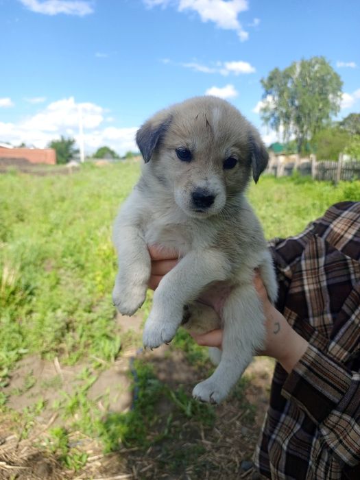 Щенкам нужен дом