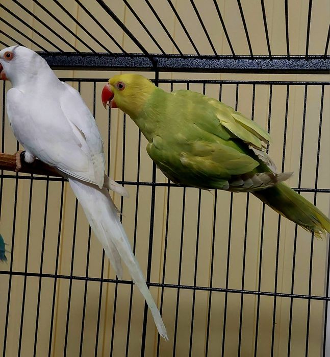 Vand papagali micul alexandru