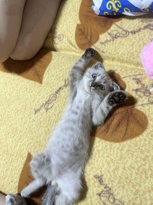 Отдам котенка в добрые руки