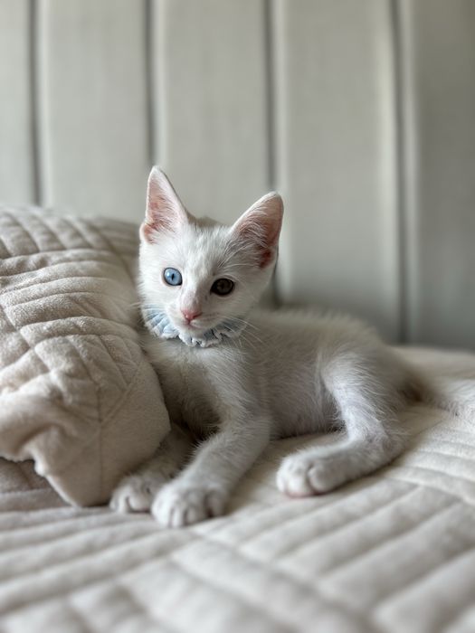 Котенок 2,5 месяца