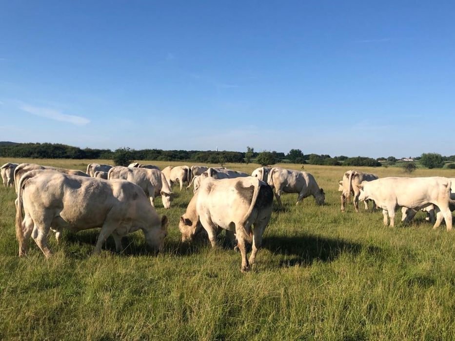 Vand sau Schimb Gunoi de vaci de 4 ani Bio cu certificat EcoCert