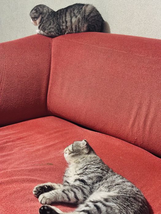 Отдам в хорошие руки.