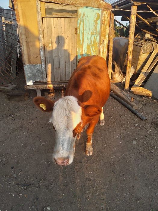 Продам двух тёлок