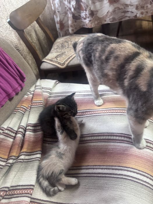 Котята, мальчик девочка