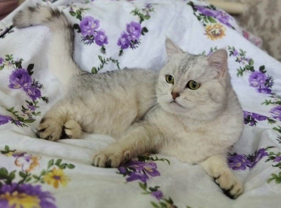 Вязка Juftlashuvchi mushuklar  кошек Шиншилла серебро