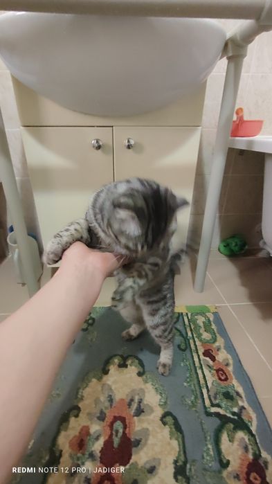 Продам кошку Шотландский мальчик