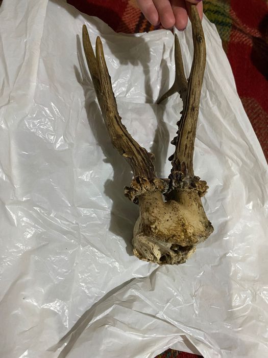 Рога от сръндак,с част от черепа 30 €