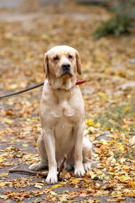 Sobaka poroda Labrador. Juda aqilli kuchuk. 5 oylik. Ota onasi klubniy