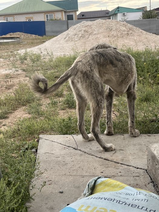 Құмай тазы сатылады