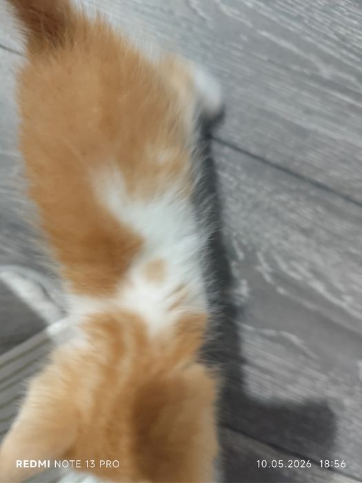 Котёнки, 2 месяца, все мальчики