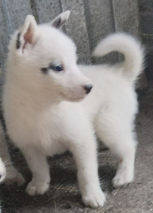 Щенки западно-сибирской лайки