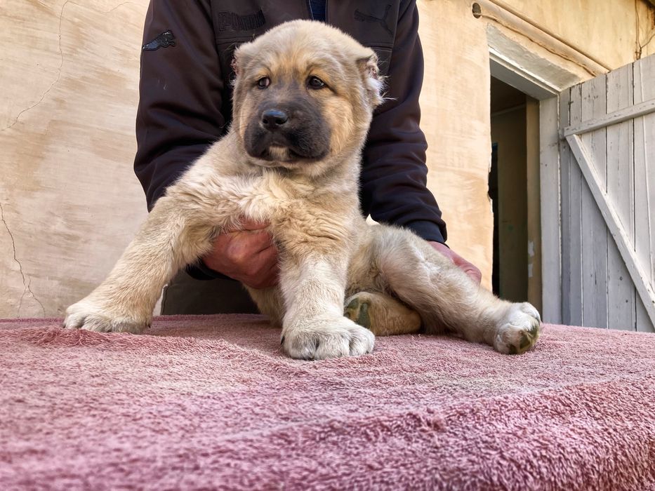Щенок Турецкого Кангала ( девока )