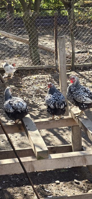 Familie wyandotte vand sau schimb!