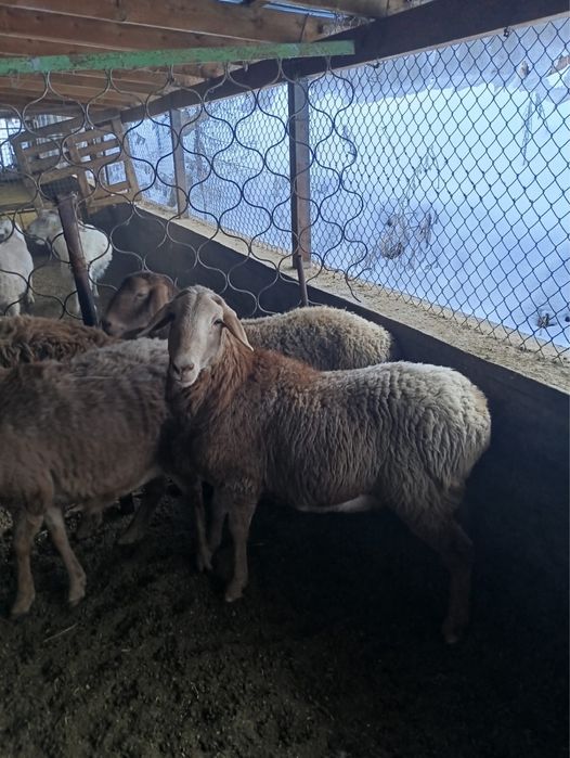 Кочкарчик 10 месяцев