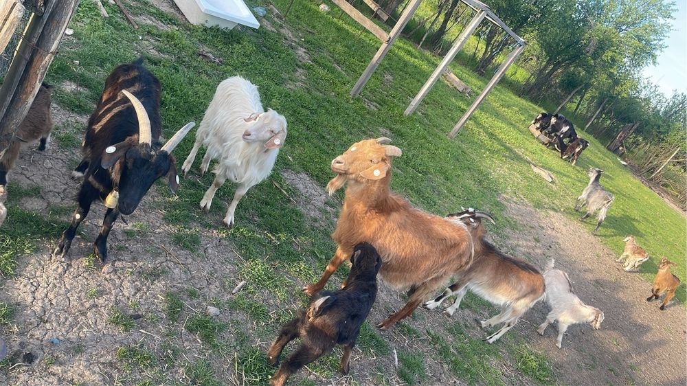 Vand capre cu iezi langa ele