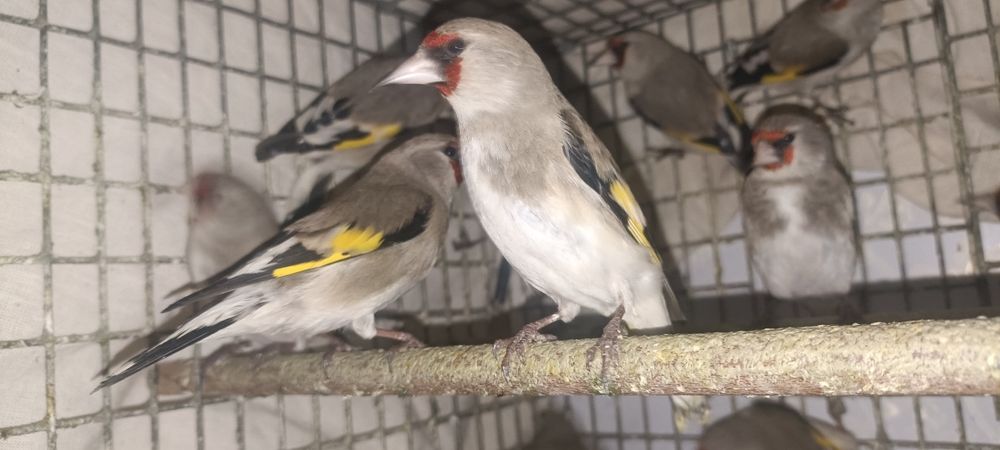 Шеголчалар сотувда