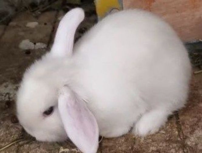 Mini quyonlar sotiladi.