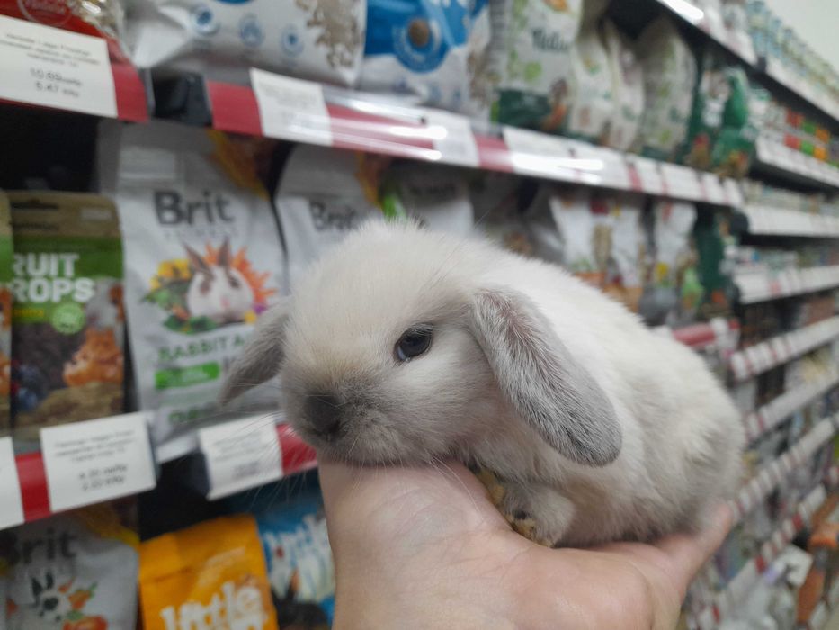 Декоративно клепоухо зайче Мини Лоп (Mini Lop)