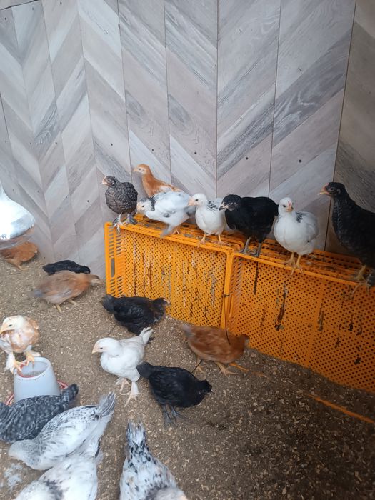 Шожектер сатылады