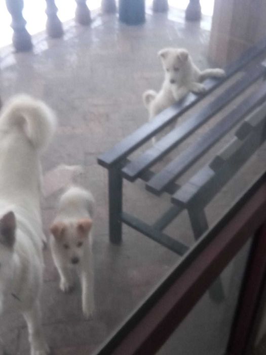 Щенки 2 месяца мать лайка