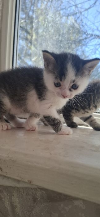 Отдам котят  1 месяц