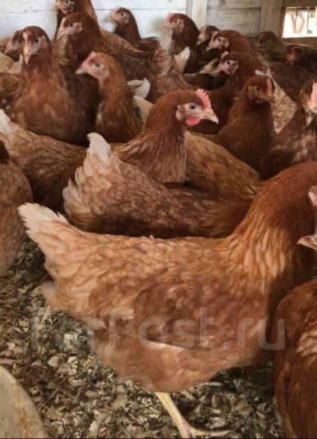 Продам кур ломанбраунов,несушки