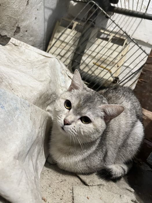 Красивая кошечка в добрые руки