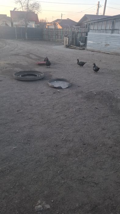 Rate lesesti de vânzare