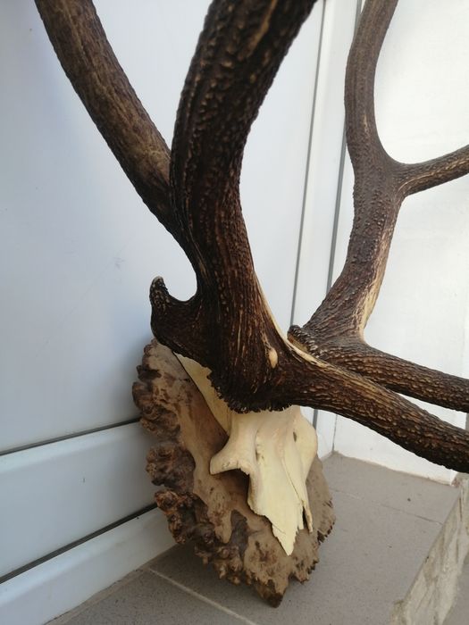 Рога, трофей от елен