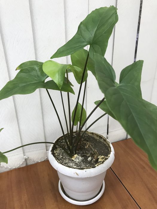 Продам комнатные цветы