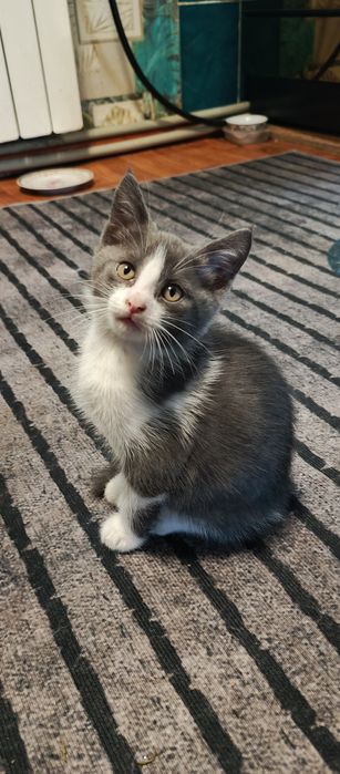 Отдам котенка в добрые руки !