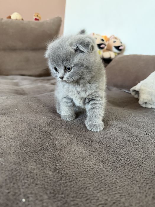 Британски котета