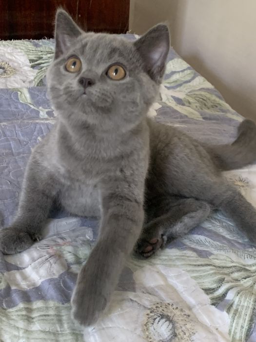 Продается котенок 2 мес