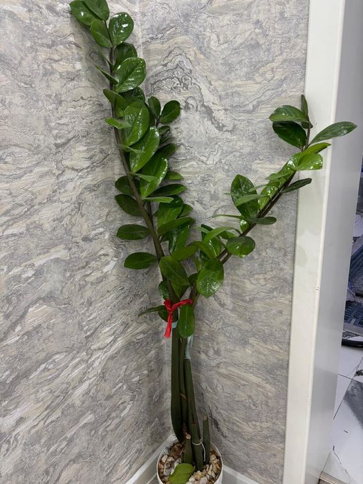 Цветы можете на ватсап написать