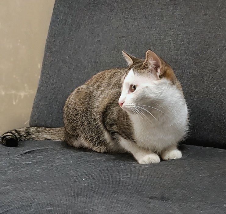 Отдам в добрые руки двух замечательных кошек