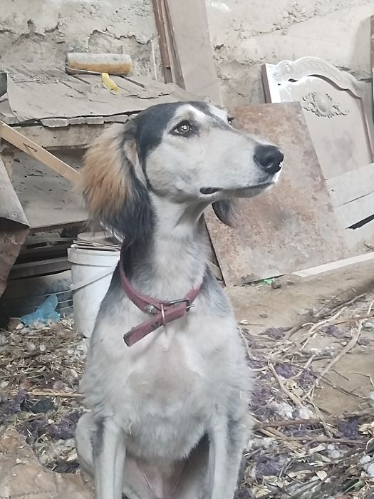 Ovchi kafolati bilan