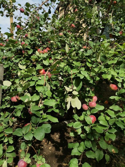 Продам частный дом