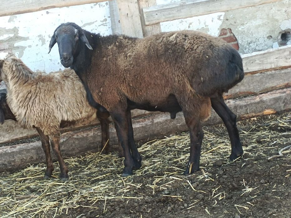 Продам барана на племя