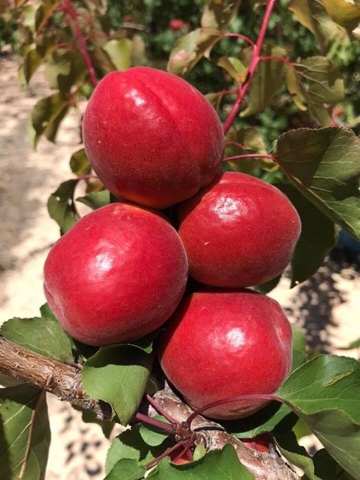 Саженцы из дома продаются