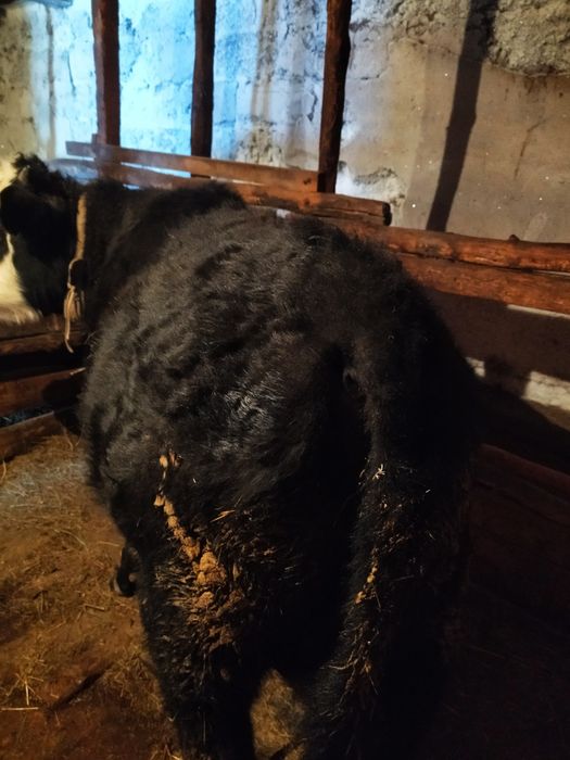 Продам бычков с откорма !