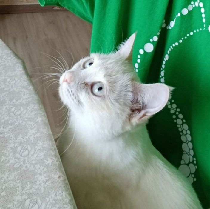 Пропала кошка!!!