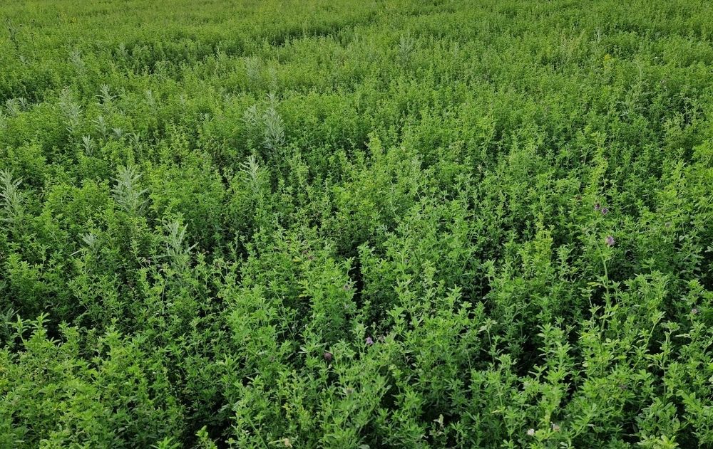 Жоңышқа сатылады. Люцерна продаётся