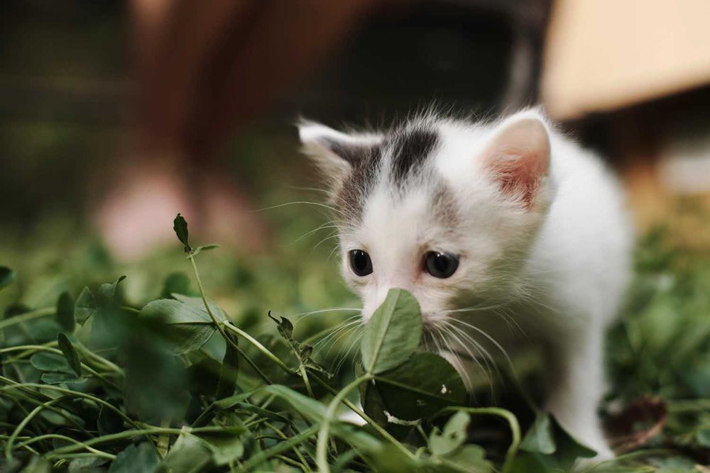 Отдам котёнка возраст 1 месяц