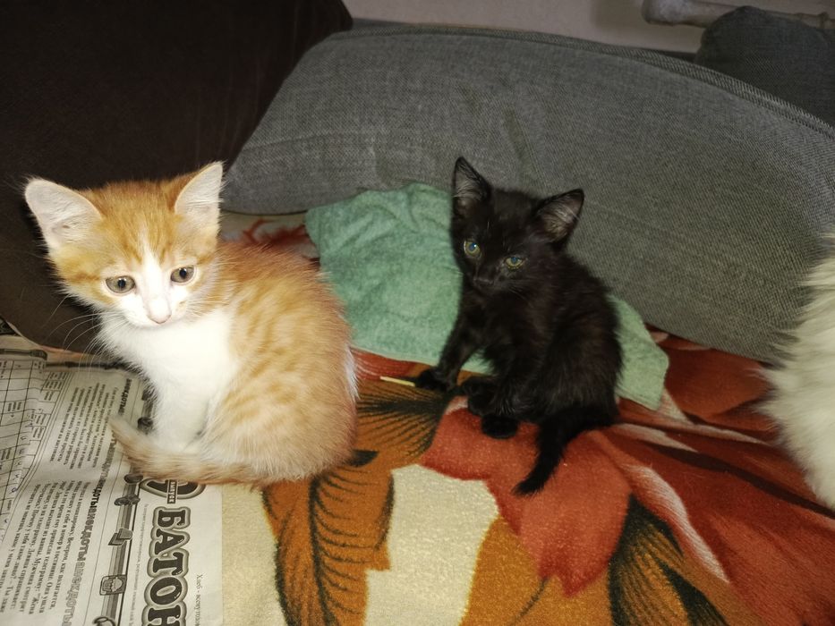 Два красавчика ищут себе маму