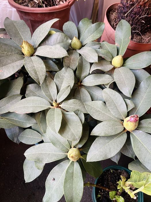 Рододендроны в продаже